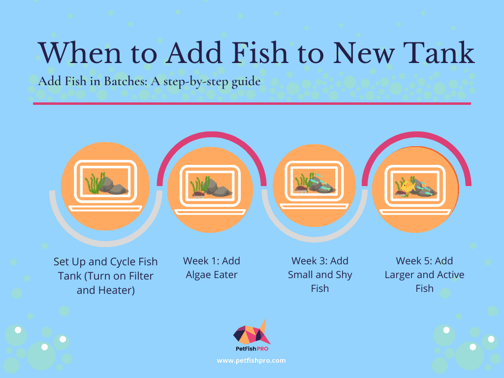 when to add fish in new tank