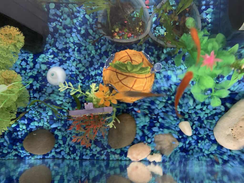 child's fish tank