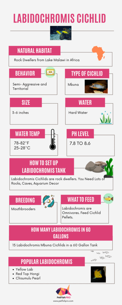 Labidochromis Cichlid facts inforgraph