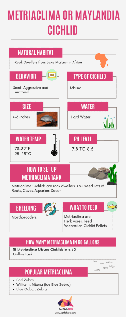 Metriaclima Cichlid facts infograph