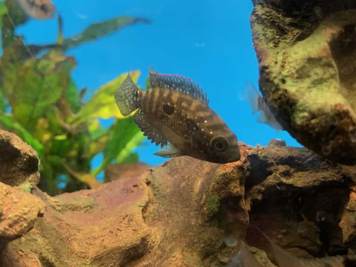 12 Freshwater Fish Beginners Should Avoid Pet Fish Pro