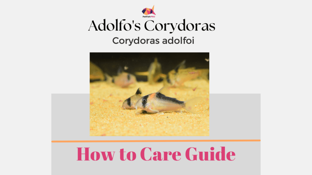Adolfo's Corydoras