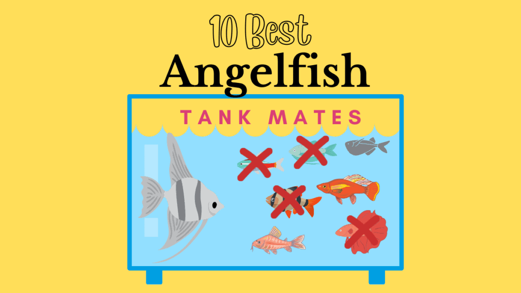 Angelfish Tank Mates