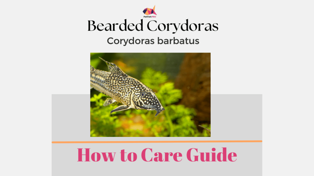 Bearded Corydoras (Corydoras barbatus)