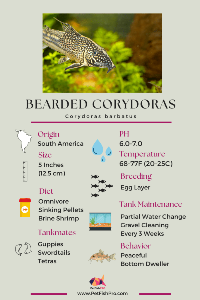 Bearded Corydoras Infograph