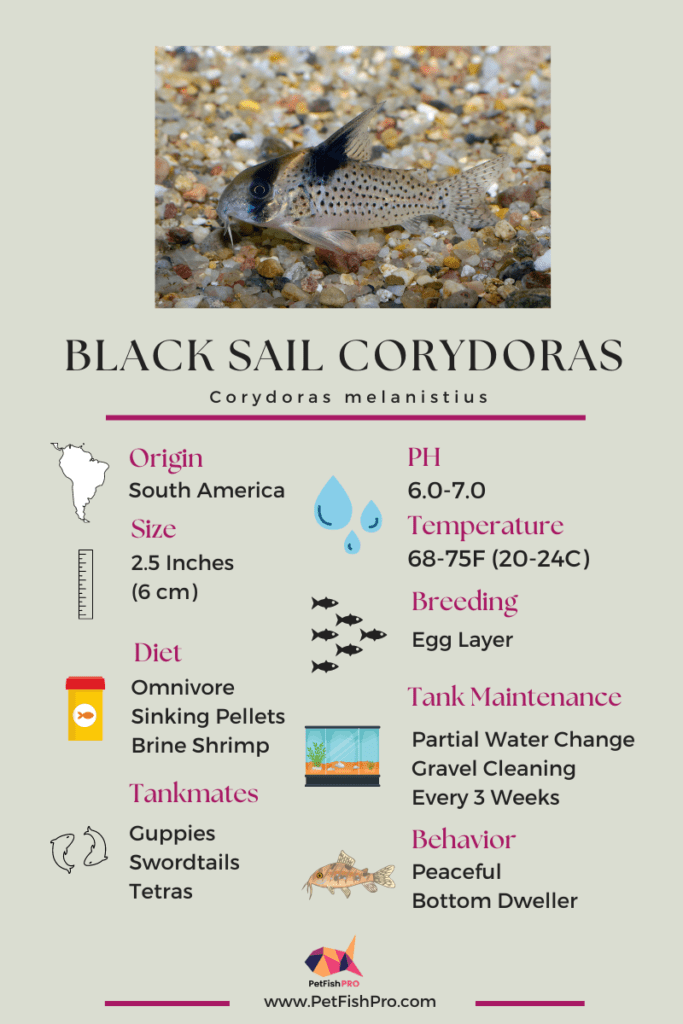 Black Sail Corydoras Infograph