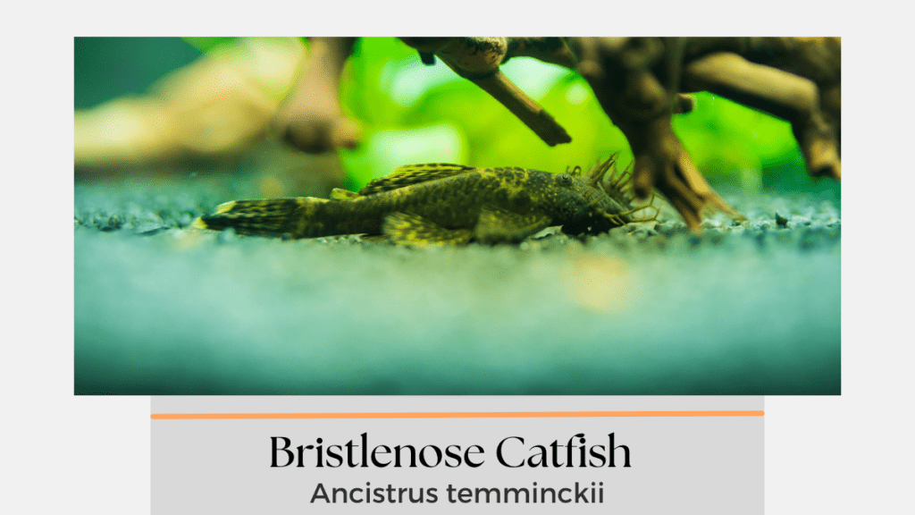 bristlenose catfish 