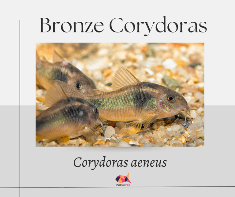 How to Take Care of Bronze Corydoras (Beginner’s Guide with Infograph