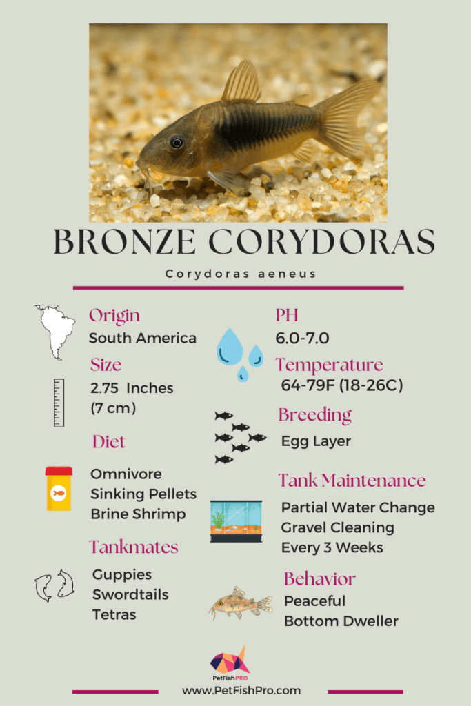 Bronze Corydoras Infograph