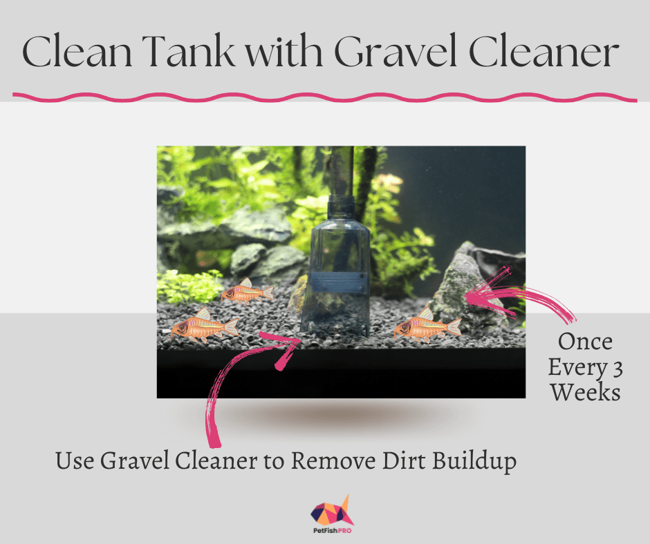 Clean Tank with Gravel Cleaner