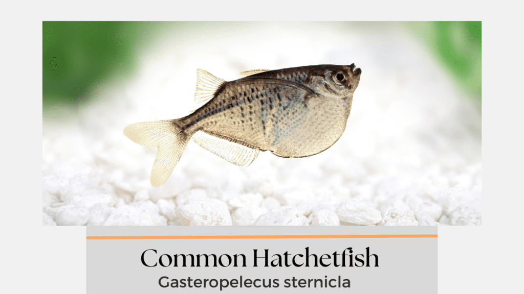 Common Hatchetfish
