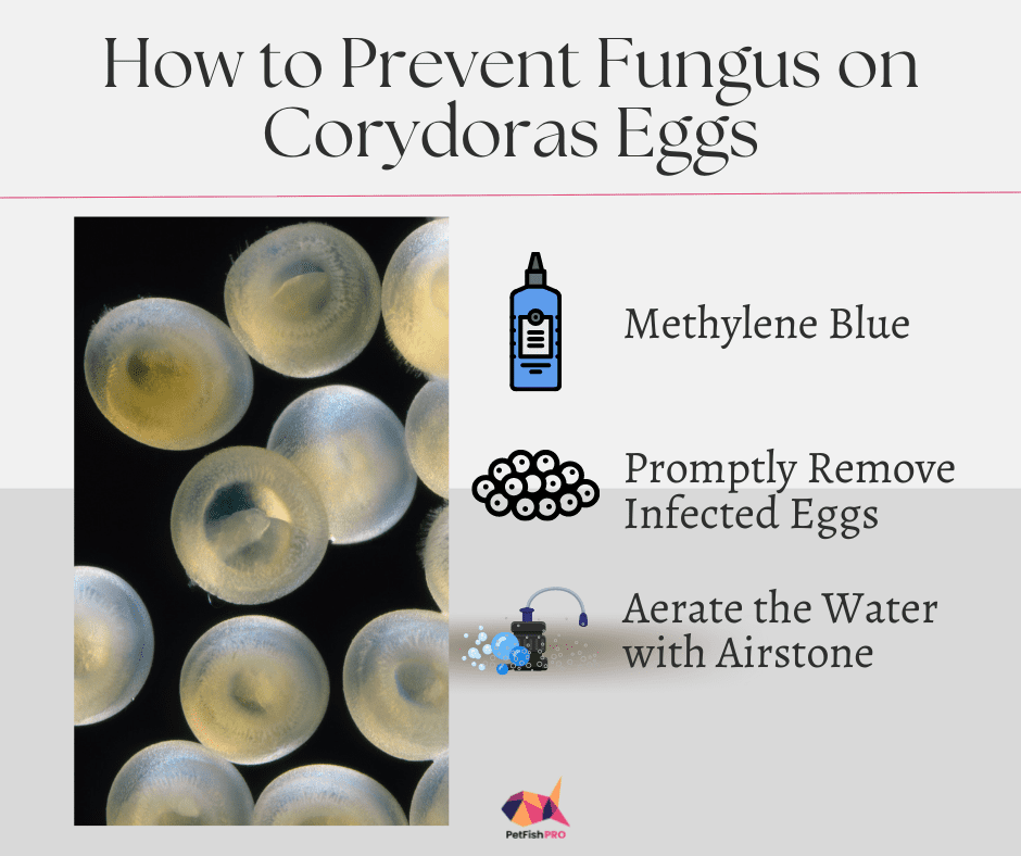 Corydoras Eggs Fungus