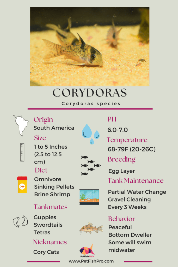 corydoras infograph