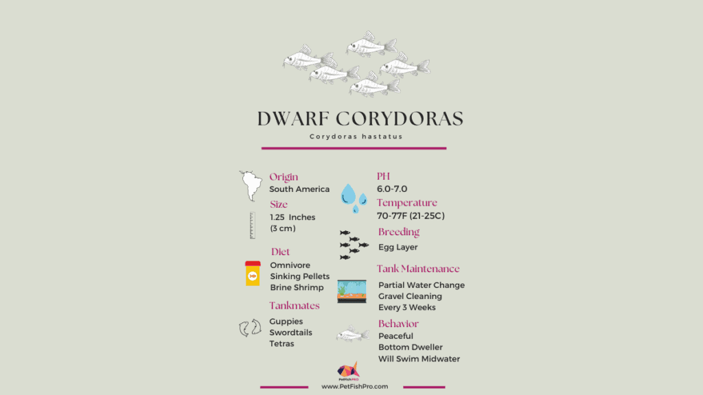 Dwarf Corydoras Infograph (1200 x 675 px)
