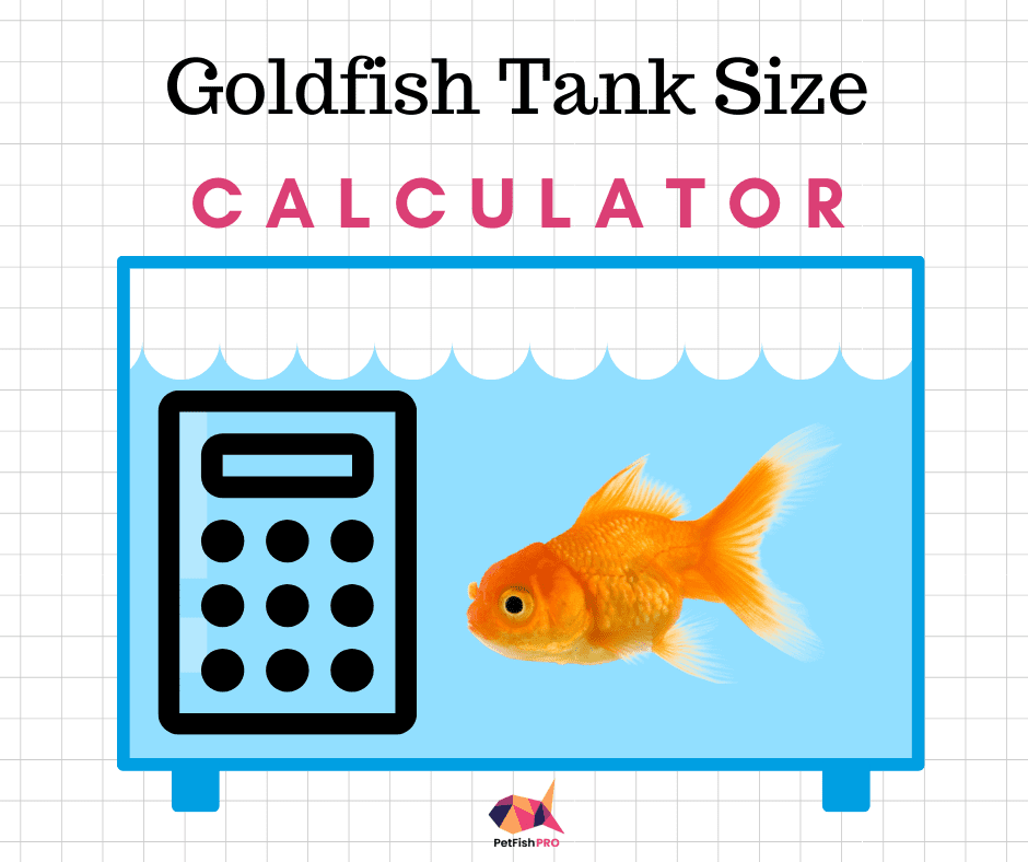 how many goldfish in aquarium calculator
