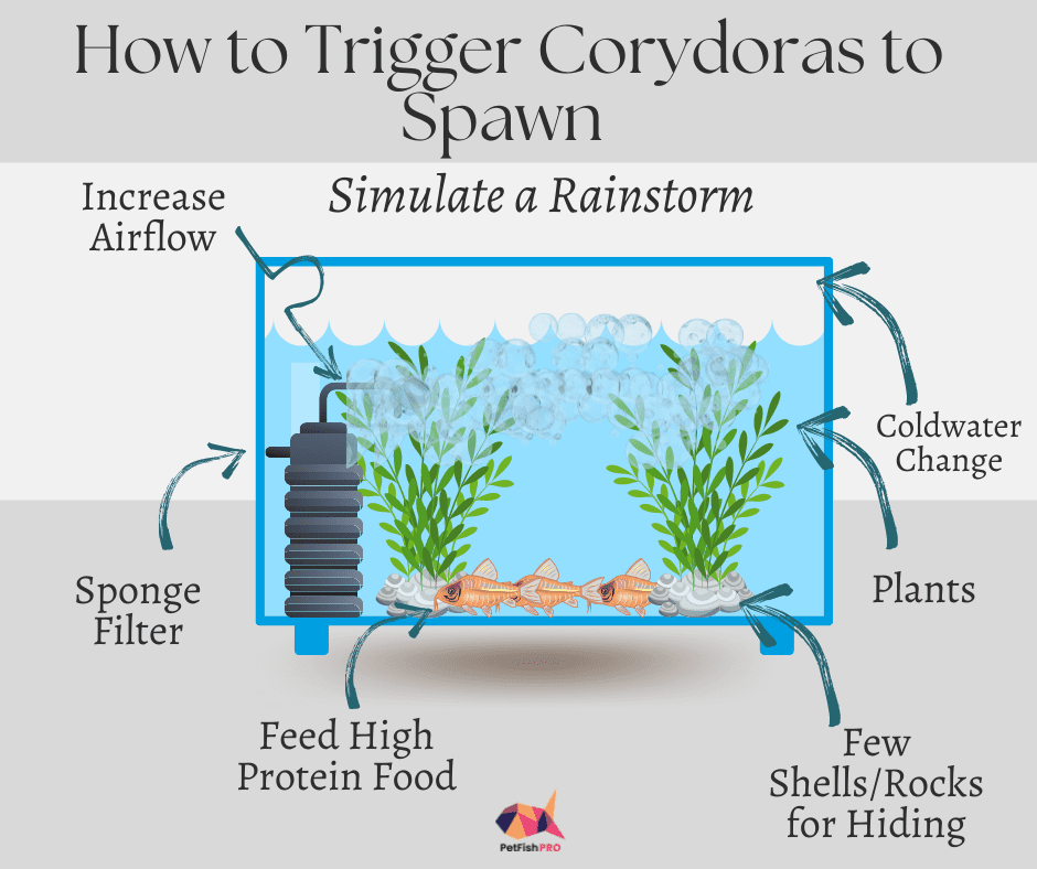 How to Breed Corydoras