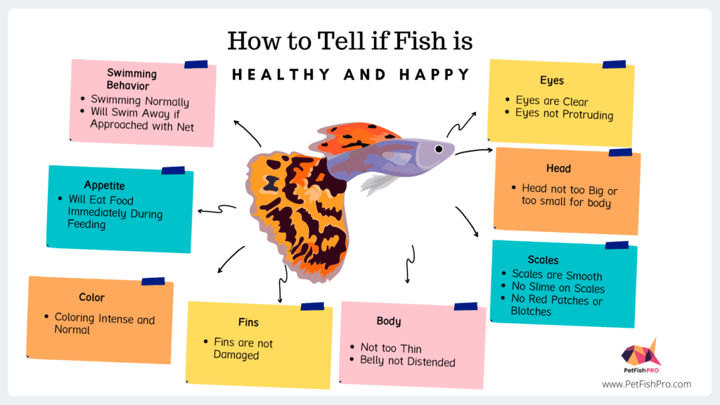 How to Tell if Fish is Healthy and Happy