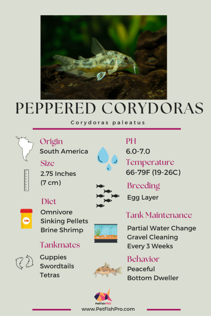 Corydoras paleatus infograph