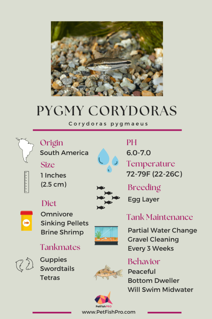 Pygmy Corydoras Infograph