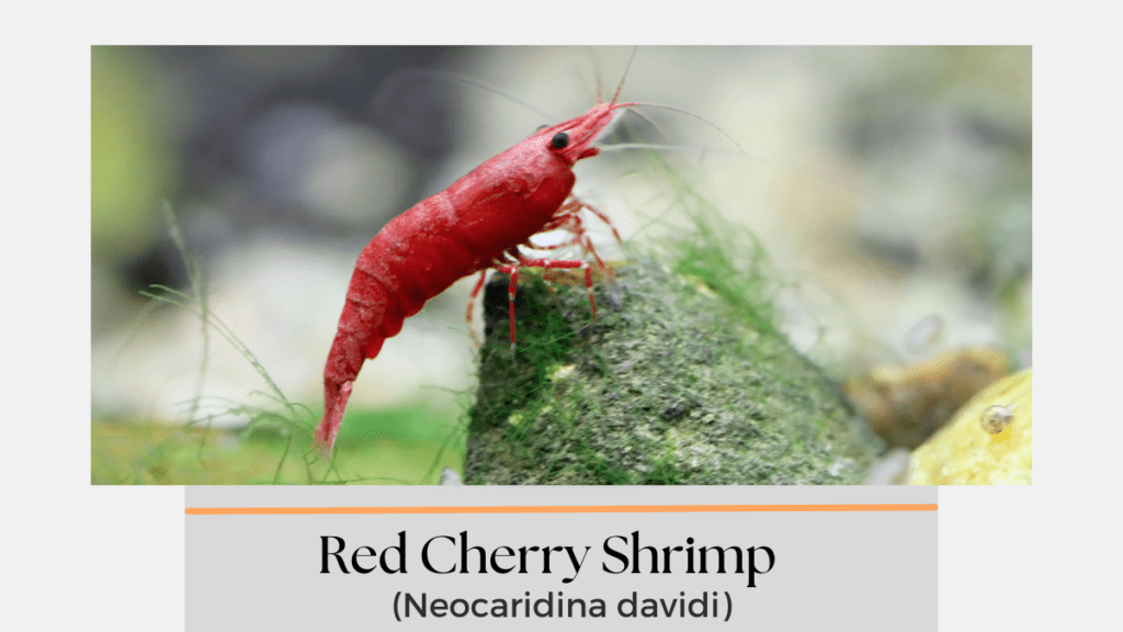 red cherry shrimp