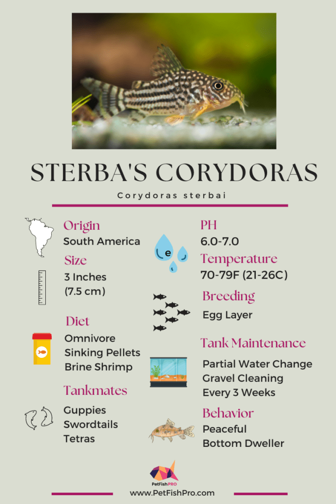 Sterba's Corydoras Infograph