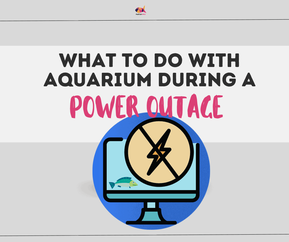 aquarium power outage