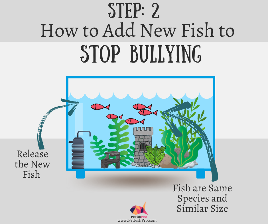 how to add new fish to stop fish from bullying step 2