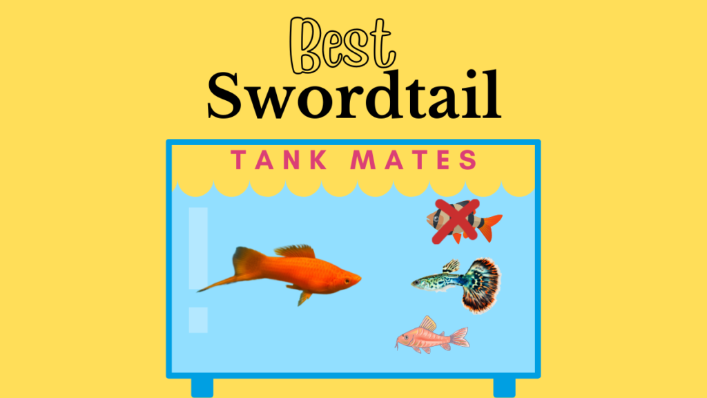 Best Swordtail Tank Mates