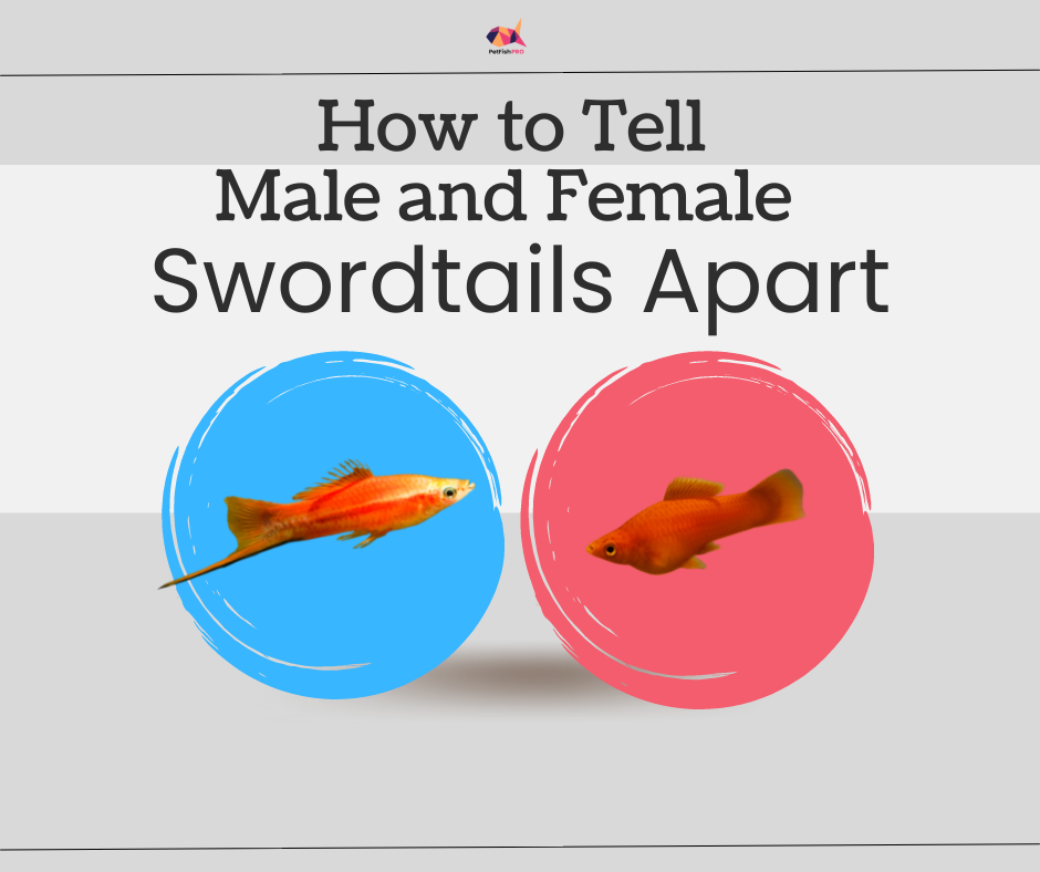 how to tell male and female swordtails apart
