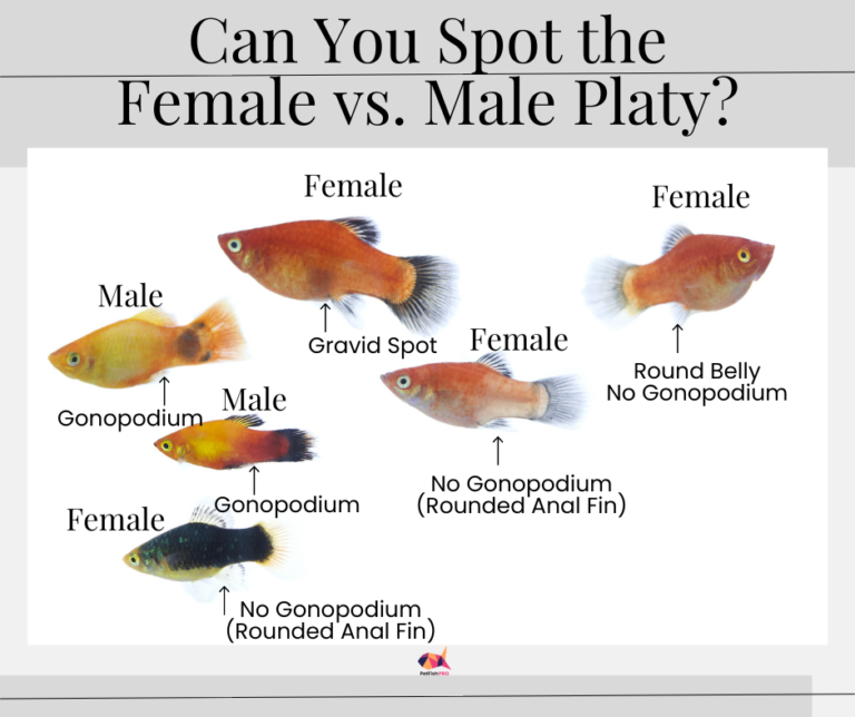 How to Tell Male and Female Platies Apart? (Pictures and Quiz) - Pet ...