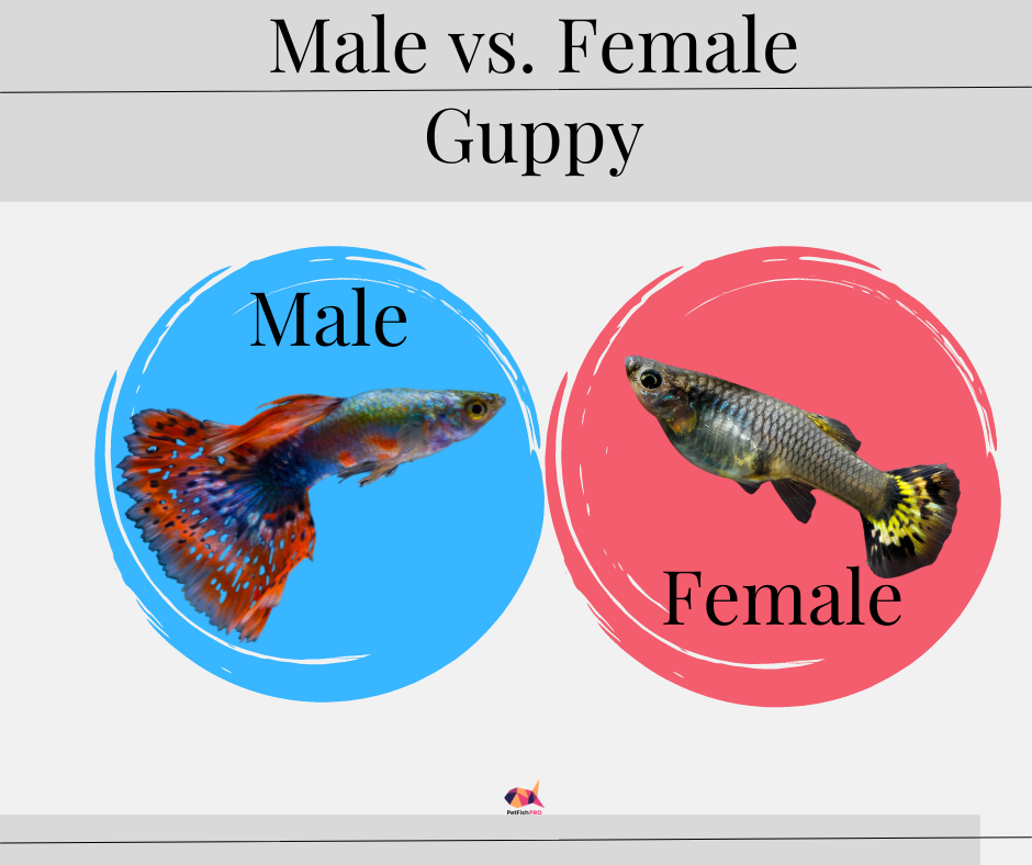 how to tell male and female guppies apart