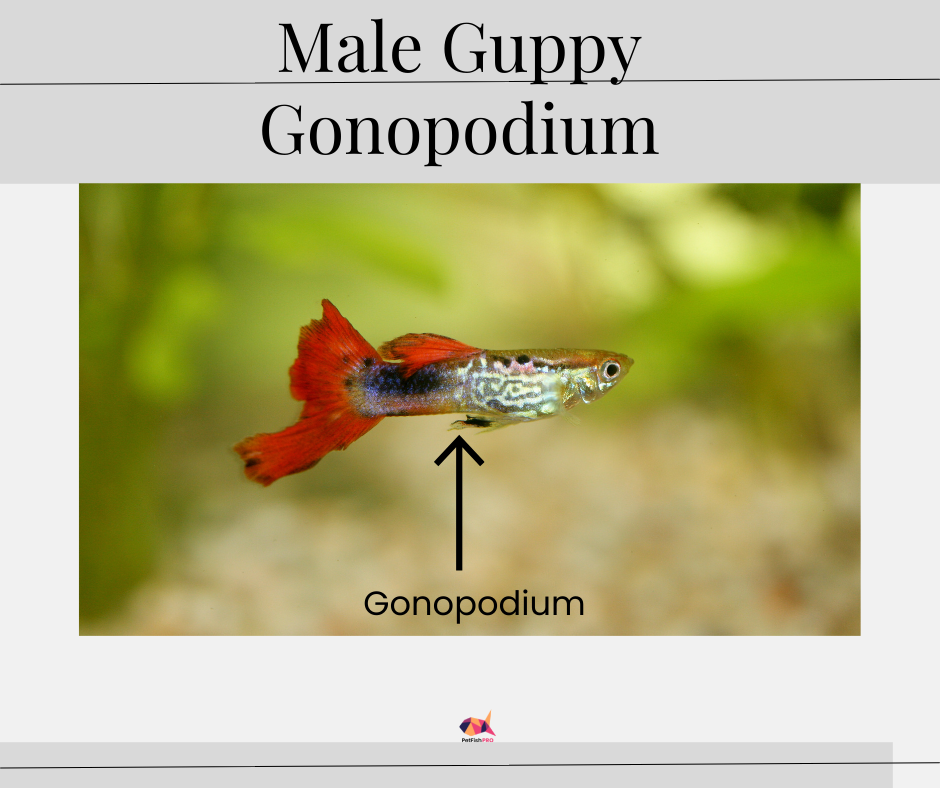 Male Guppy with Prominent Gonopodium