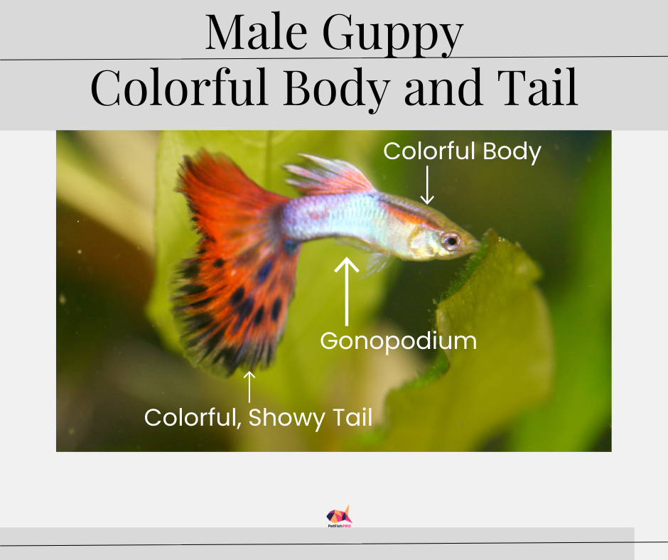 Colorful Male Guppy