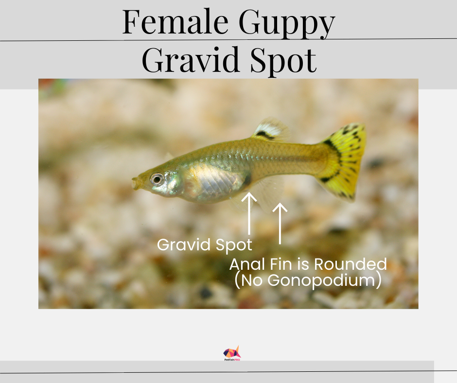 Female Guppy with Gravid Spot