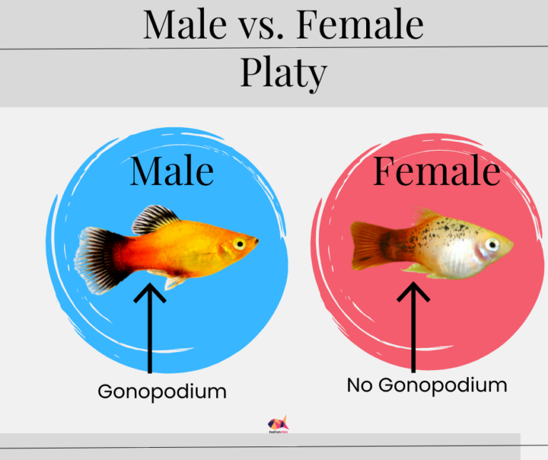 How to Tell Male and Female Platies Apart? (Pictures and Quiz) - Pet