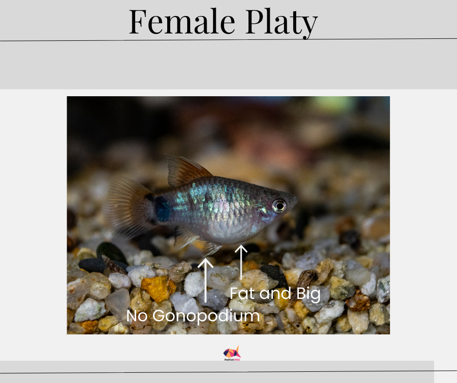 Female Platy