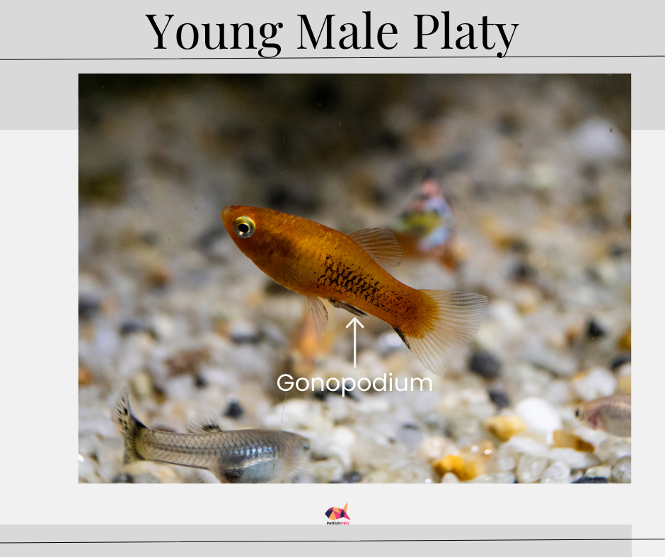 Young Male Platy