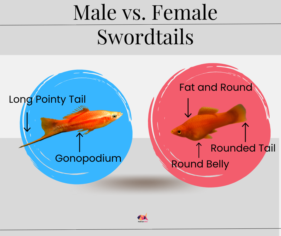 Male vs. Female  Swordtails Infographic