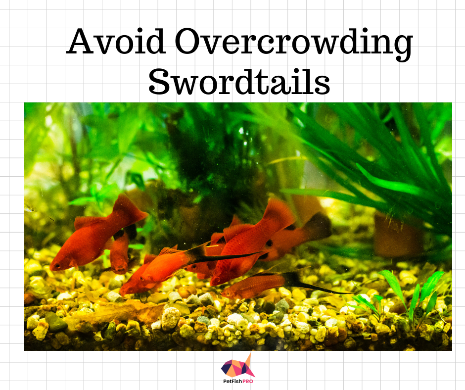 Avoid overcrowding swordtails