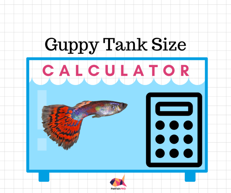 How Many Guppies in a 10 Gallon Tank? (Calculator in Litres & Gallons ...
